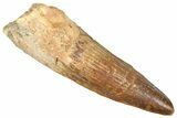 Fossil Spinosaurus Tooth - Real Dinosaur Tooth #366486-1